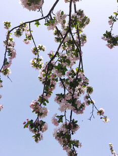 枝头绽放的粉嫩樱花