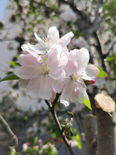 娇艳绽放的粉嫩花朵