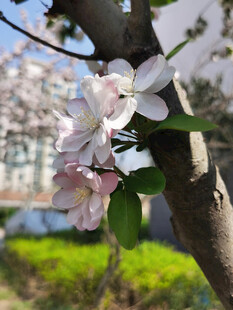 枝头绽放的粉嫩苹果花