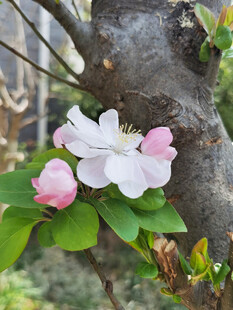 枝头绽放的娇艳苹果花