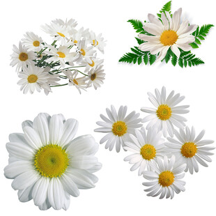 清新美丽的白色雏菊花朵