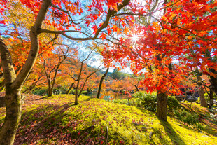 秋日枫林美景