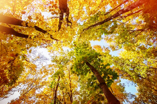 秋日森林仰望斑斓树冠