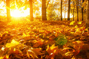 秋日林间阳光与落叶美景