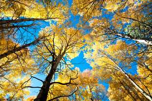 仰望秋日金黄树林蓝天