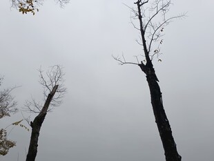 冬日枯树剪影