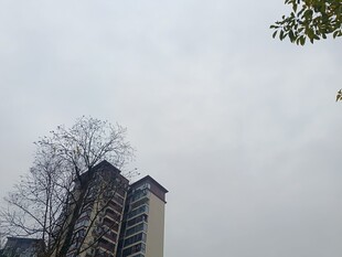 高楼旁光秃树木的景象