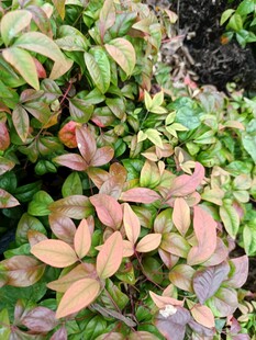 多彩叶片植物特写