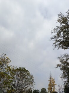 阴天树林景致