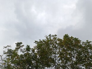 阴天树梢景象