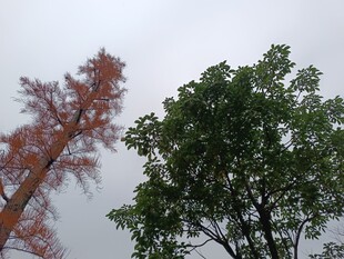 红绿树木对比景象