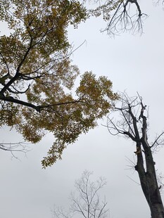 秋日枯树与黄叶景象