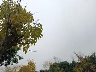 秋日树梢 
