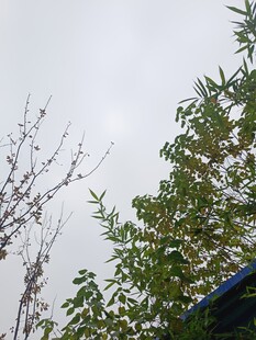 树梢上的天空与枝叶