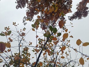 秋日枝头斑斓树叶