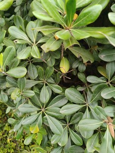 绿叶丛中的海桐植物