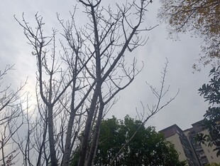 冬日枯树与远处建筑