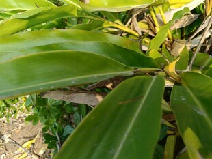 翠绿阔叶植物特写