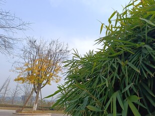 秋日树木与葱郁竹林景致