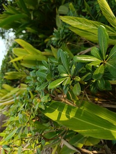 翠绿繁茂的植物景观