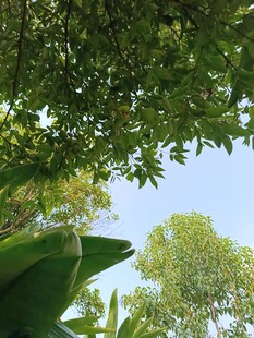 仰视葱郁树冠蓝天景象