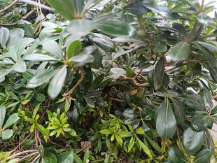 绿叶繁茂的植物景观