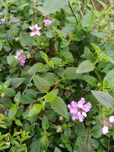 绿叶丛中的粉紫色小花
