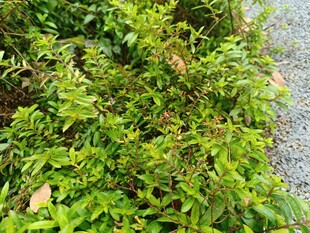 路边繁茂的绿色植物