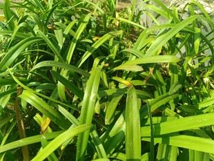 翠绿繁茂的植物叶片
