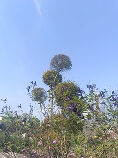 蓝天之下的繁茂植物