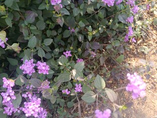 绽放的紫色花卉景观