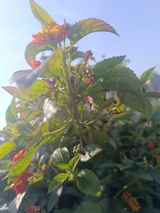 阳光下的多彩花卉植物