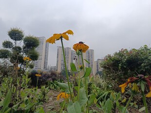 城市中的灿烂花卉景观