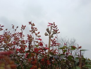 秋日红果满枝景象