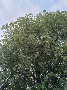 茂盛绿树 
