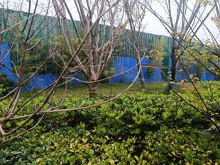 户外绿植与蓝色围挡景观