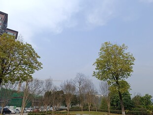 城市公园绿树蓝天景象