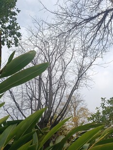 户外绿植与光秃枝干景观