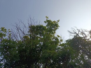 阳光下的树梢绿意