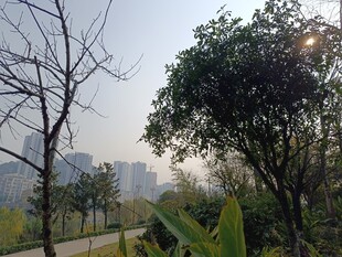 城市公园中的树木景观