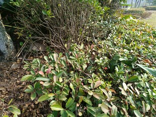 绿叶繁茂的植物景观