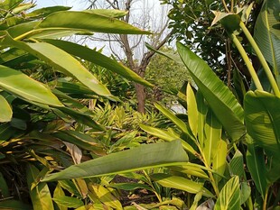 翠绿繁茂的热带植物景观