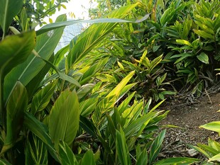绿意盎然的植物景观