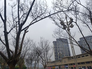 城市冬日树木与高楼景象