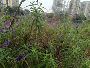 城市中的野生花草景观
