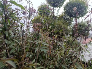 繁茂绿植景观