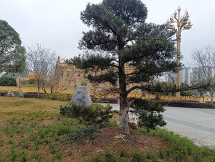 庭院中的造型松树景观