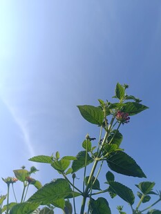 阳光下的翠绿植物