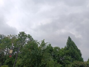 阴天中的葱郁树林