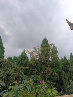 云雾中葱郁山林景色